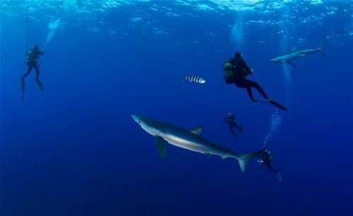 Köpekbalıklarıyla yüzmek