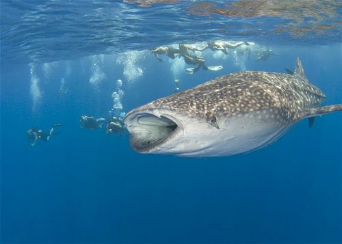 Köpekbalıklarıyla yüzmek