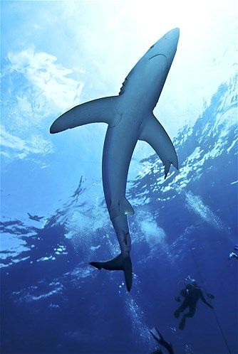 Köpekbalıklarıyla yüzmek