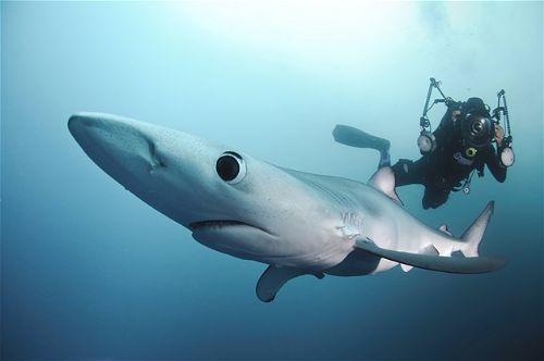 Köpekbalıklarıyla yüzmek