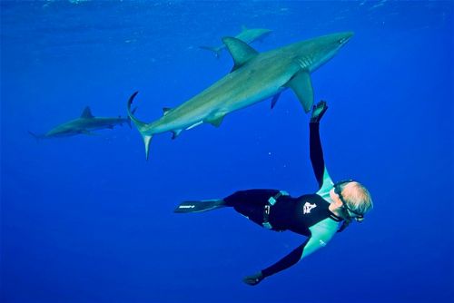 Köpekbalıklarıyla yüzmek