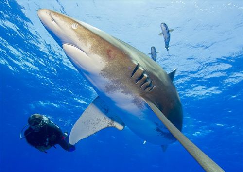 Köpekbalıklarıyla yüzmek