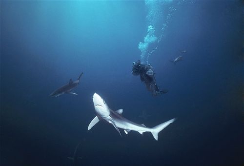 Köpekbalıklarıyla yüzmek