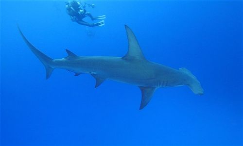 Köpekbalıklarıyla yüzmek