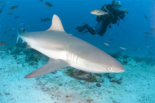 Köpekbalıklarıyla yüzmek