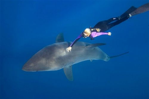 Köpekbalıklarıyla yüzmek