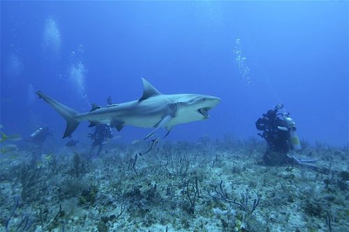 Köpekbalıklarıyla yüzmek