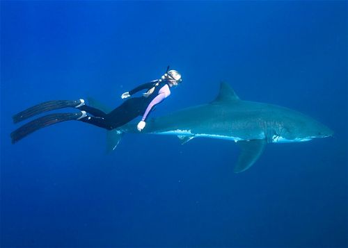 Köpekbalıklarıyla yüzmek