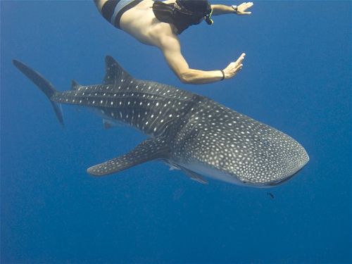 Köpekbalıklarıyla yüzmek