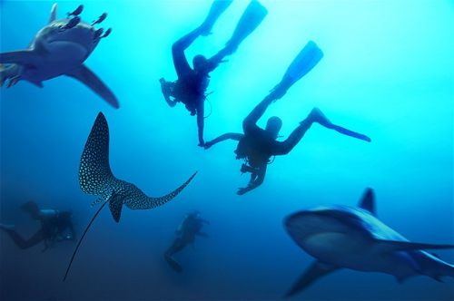 Köpekbalıklarıyla yüzmek