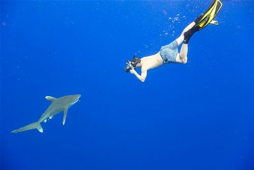 Köpekbalıklarıyla yüzmek