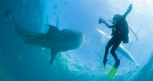 Köpekbalıklarıyla yüzmek