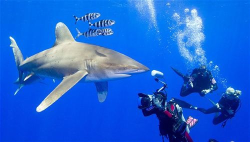 Köpekbalıklarıyla yüzmek