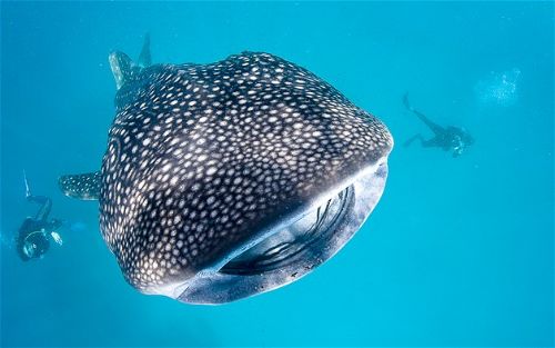 Köpekbalıklarıyla yüzmek