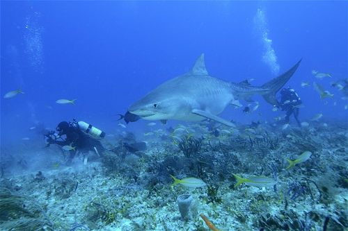 Köpekbalıklarıyla yüzmek