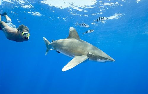 Köpekbalıklarıyla yüzmek