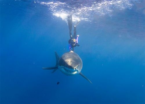 Köpekbalıklarıyla yüzmek