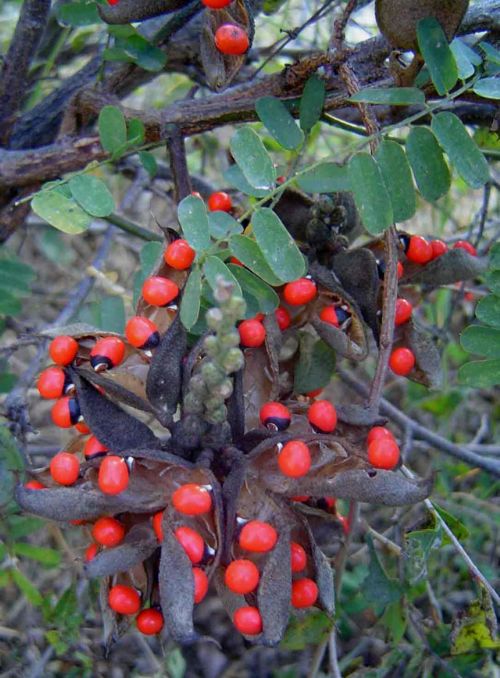 Bu bitkiler öldürüyor