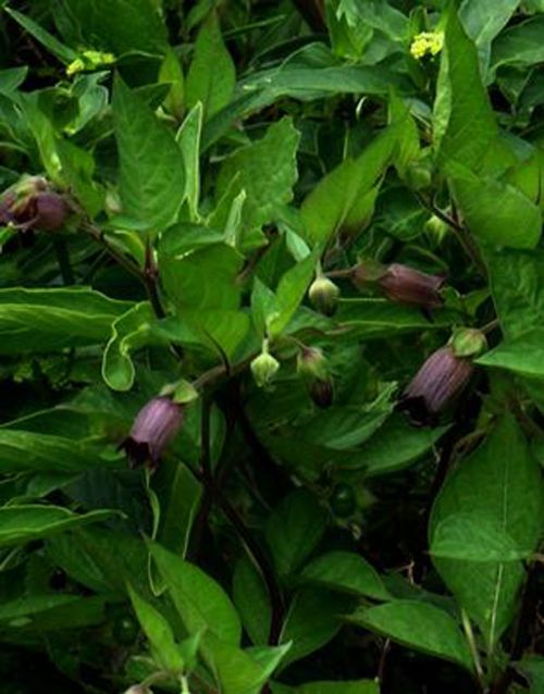 Bu bitkiler öldürüyor