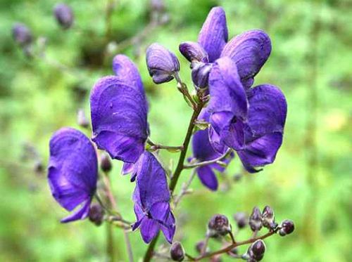 Bu bitkiler öldürüyor