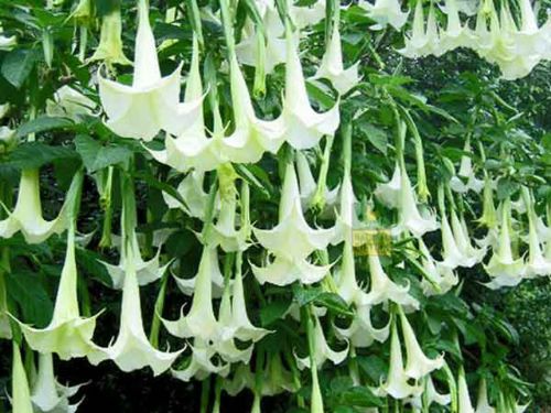 Bu bitkiler öldürüyor