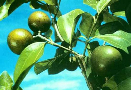 Bu bitkiler öldürüyor