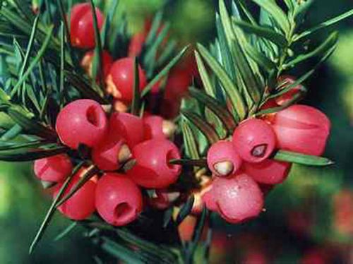 Bu bitkiler öldürüyor