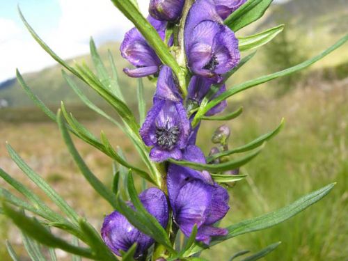 Bu bitkiler öldürüyor