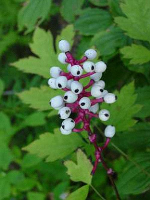 Bu bitkiler öldürüyor