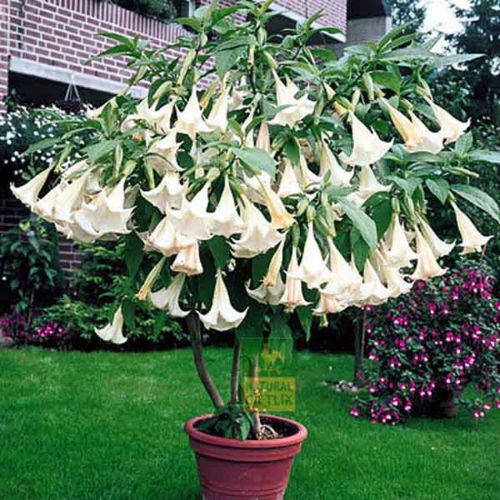 Bu bitkiler öldürüyor