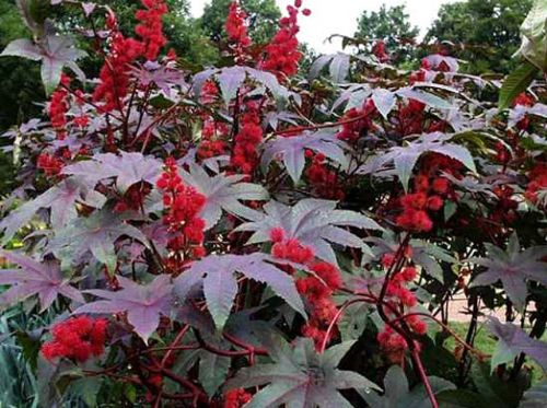 Bu bitkiler öldürüyor