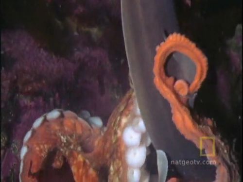 Ahtapot, köpekbalığına karşı!