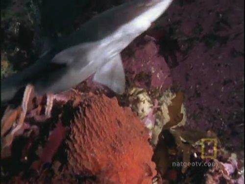 Ahtapot, köpekbalığına karşı!