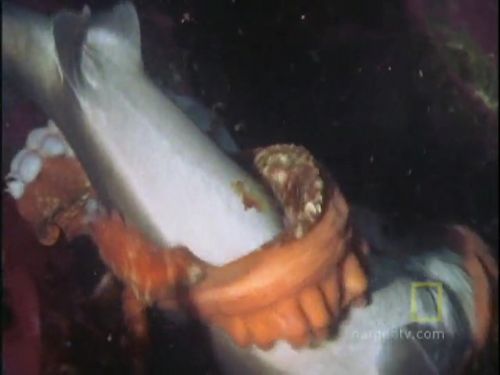 Ahtapot, köpekbalığına karşı!