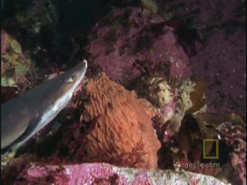 Ahtapot, köpekbalığına karşı!