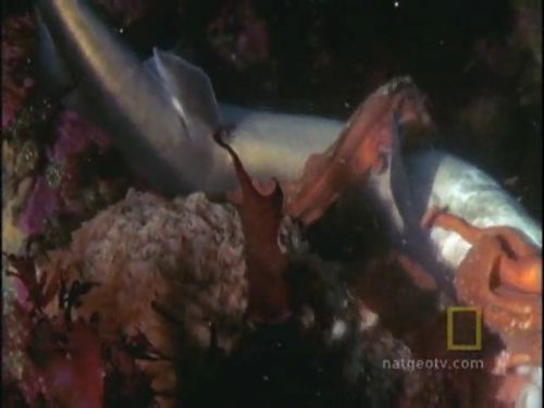 Ahtapot, köpekbalığına karşı!