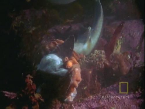 Ahtapot, köpekbalığına karşı!