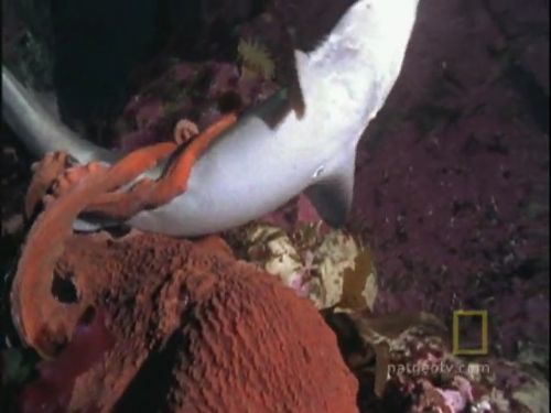 Ahtapot, köpekbalığına karşı!