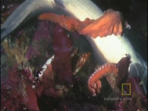 Ahtapot, köpekbalığına karşı!