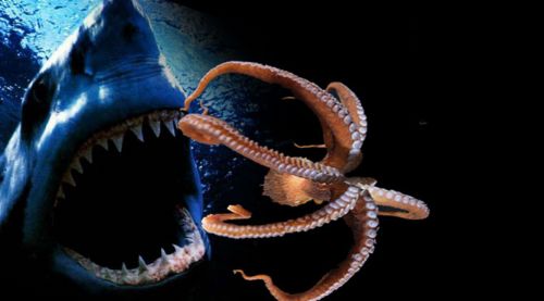 Ahtapot, köpekbalığına karşı!