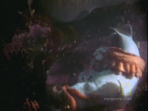 Ahtapot, köpekbalığına karşı!