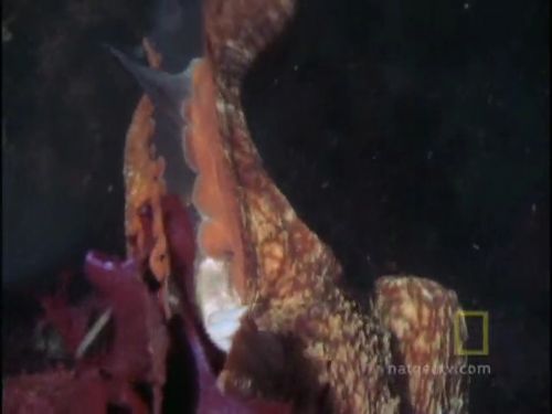 Ahtapot, köpekbalığına karşı!