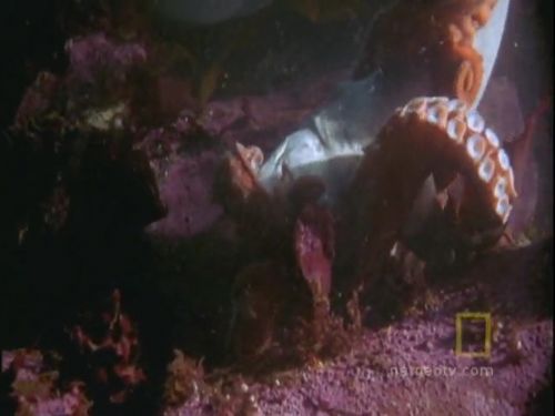 Ahtapot, köpekbalığına karşı!