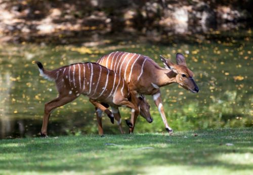 Dünyanın en büyük hayvanat bahçesi