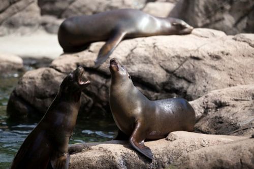 Dünyanın en büyük hayvanat bahçesi