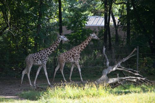 Dünyanın en büyük hayvanat bahçesi