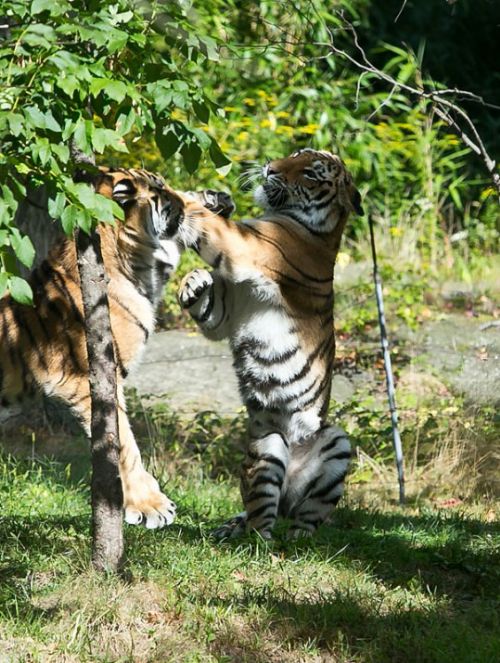 Dünyanın en büyük hayvanat bahçesi