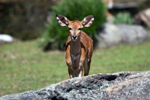 Dünyanın en büyük hayvanat bahçesi