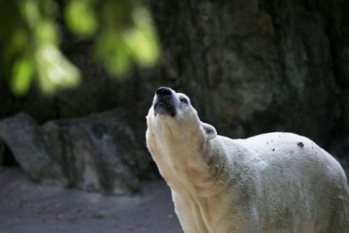 Dünyanın en büyük hayvanat bahçesi