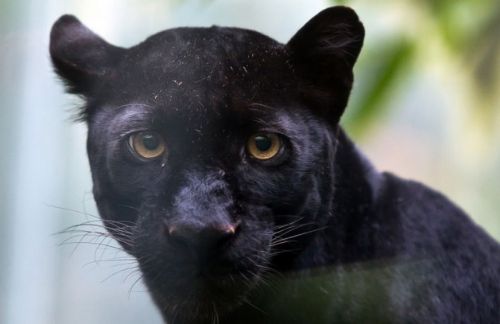 Dünyanın en büyük hayvanat bahçesi